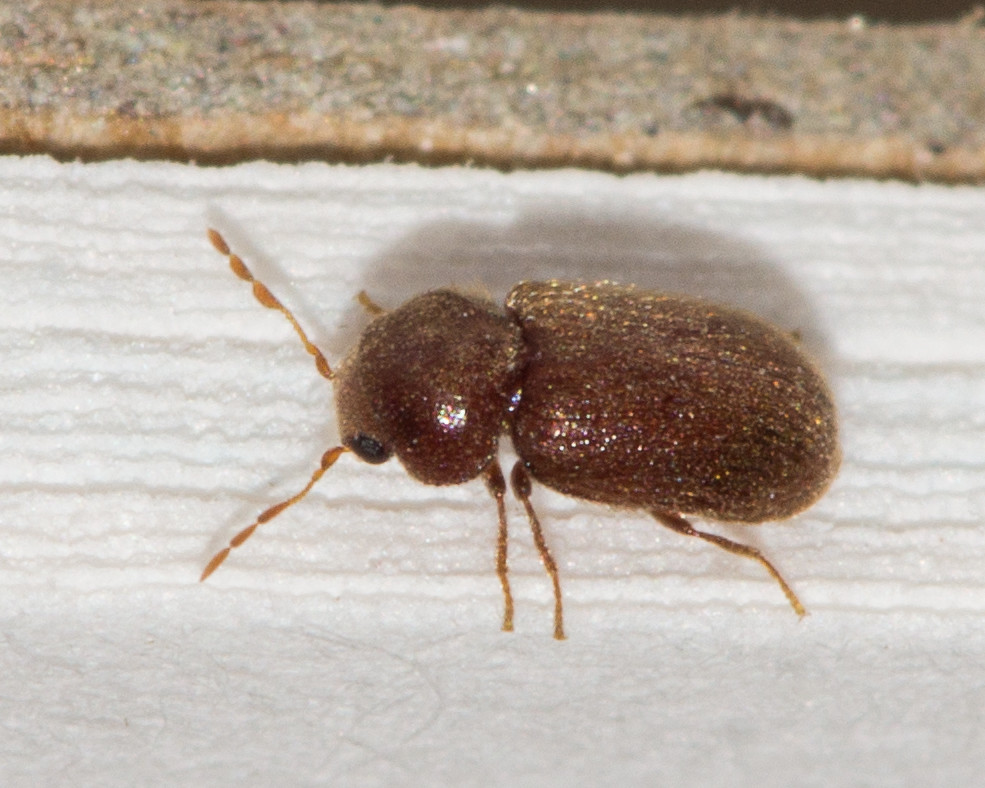 мебельный точильщик жук-точильщик на мебели